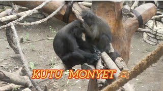 monyet monyet di kebun binatang by Alif Sakha 23 views 3 months ago 3 minutes, 25 seconds