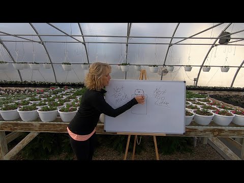 How much should you water your plants // How to grow flowers