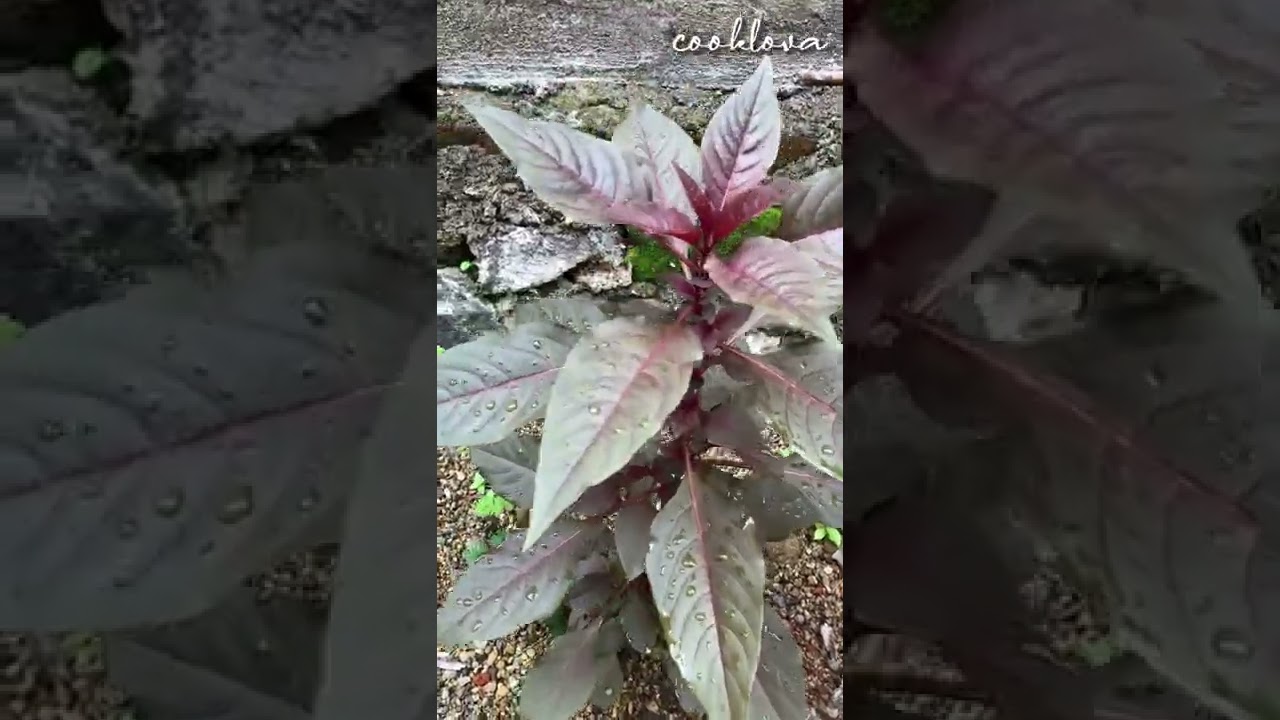 Kayaknya bukan tanaman bayam merah 