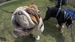 EPIC DAY WITH MY ENGLISH BULLDOGS!
