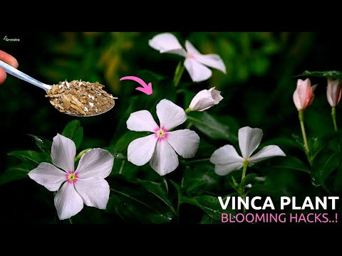 วีดีโอ: ปัญหาเกี่ยวกับพืช Vinca: เรียนรู้เกี่ยวกับปัญหาทั่วไปที่เติบโต Vinca