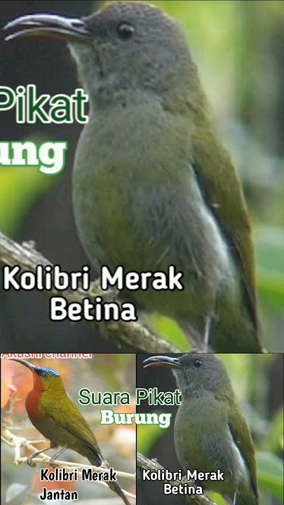 suara Pikat Burung Kolibri Merak Jantan Dan betina ribut mp3