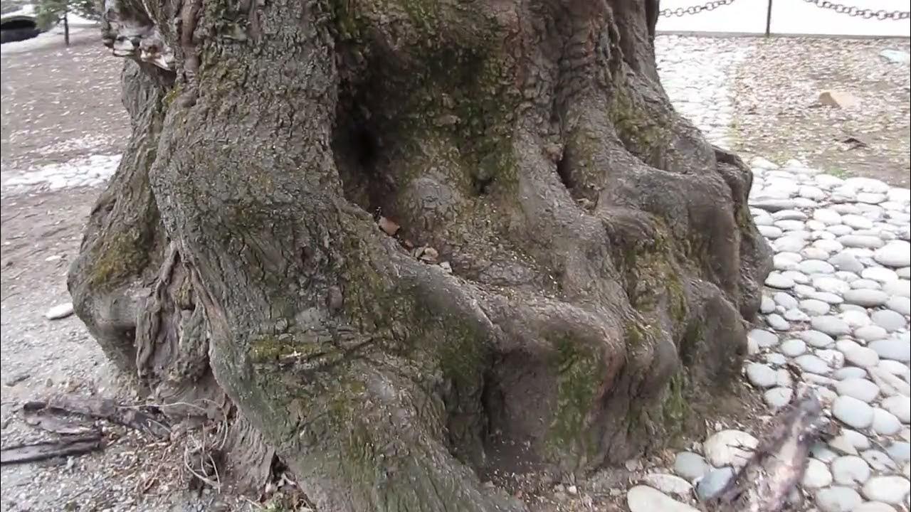 Дерево могучее. - YouTube