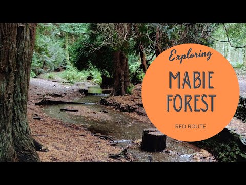 Mabie Forest Red Route Walk Chinney Field // Walk Dumfries & Galloway // South West Scotland