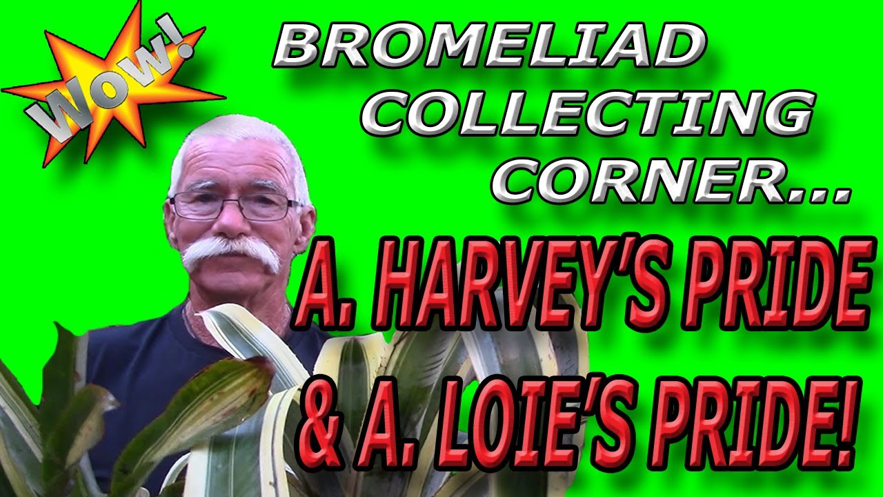 Bromeliad Collecting Corner: Aechmea Harvey's Pride & Loies Pride! Bromeliad Collecting Corner: Aechmea Harvey's Pride & Loies Pride!