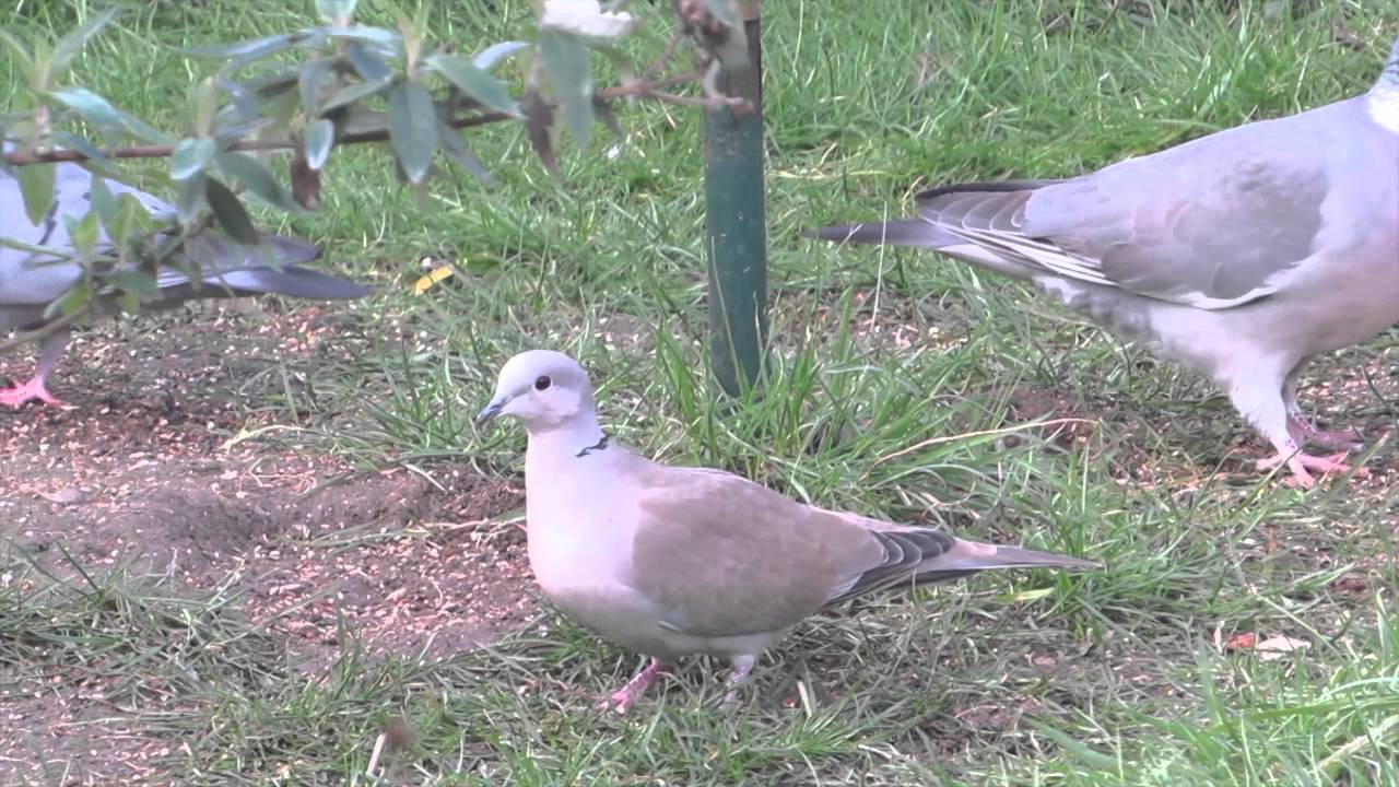 collared-dove-stock-dove-wood-pigeon-size-comparison-youtube