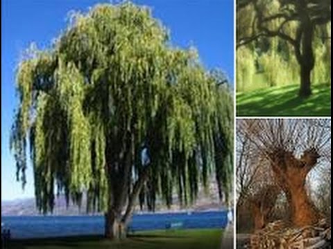 How you grow Willow tree,  Cum punem la crescut o salcie.