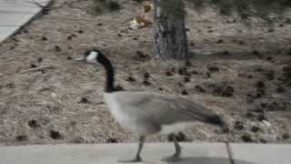 Timelapse with geese