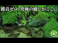 【熟睡用BGM】静かな森と川の音で深い眠りへ｜快眠・夜用環境音
