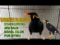 Viral - BURUNG BEO NIAS, BISA NGOMONG APA SAJA - Burung Beo Bisa Ngaji