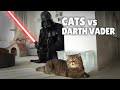 Cats vs darth vader  kittisaurus