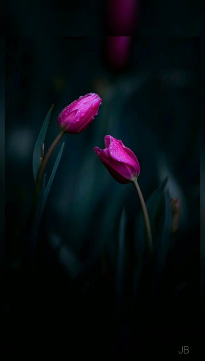 Poonkattinullil...(Godfather) cover ft.patric michael #whatsappstatus #status #malayalamstatus