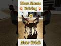 New Horse Glitch ⚡🤩 #indianbikedriving3d #shorts #viralshorts