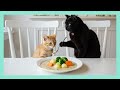 黒猫ジジの料理教室🍴