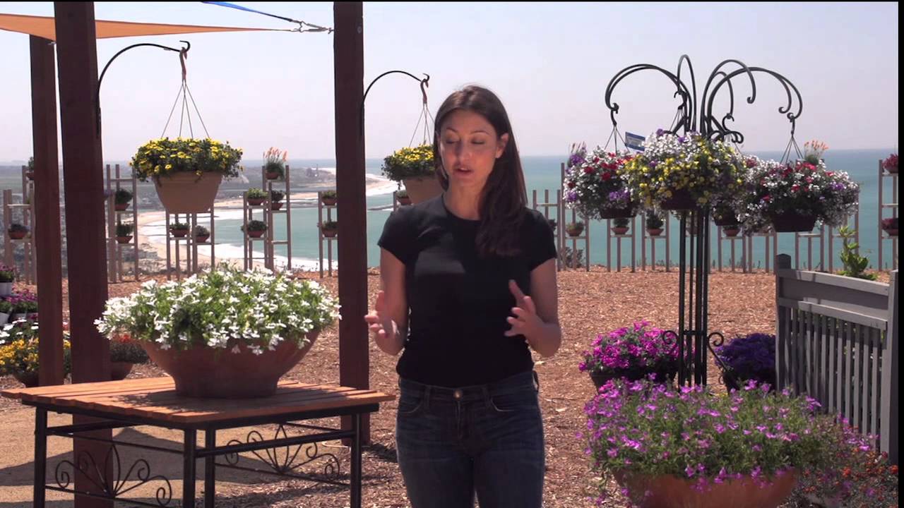 Suntory Lobelia Trailing and Compact Introduction