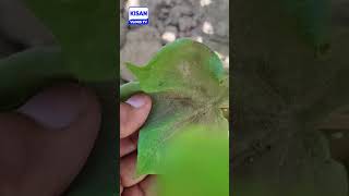 How to Control Tela ۔safed makkhi and Thrips in Cotton | white fly, jassid and thrips best sapry