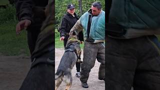 Lightning attack of German Shepherd. #GUARDODESSA Detention of the violator. Police dog training.