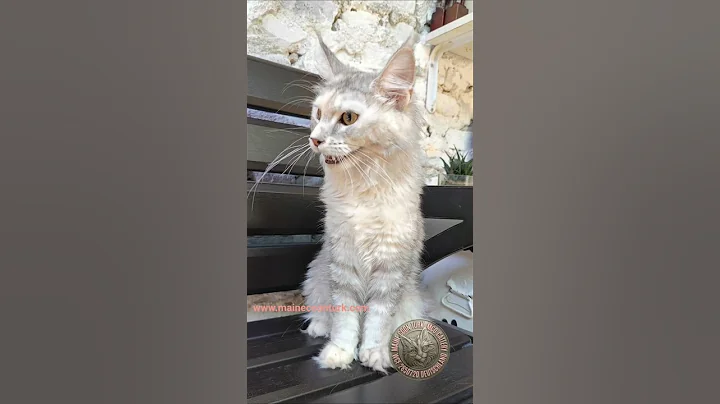 Video 10655381: maine coon cat, maine coon kitten, mainecoonkitten