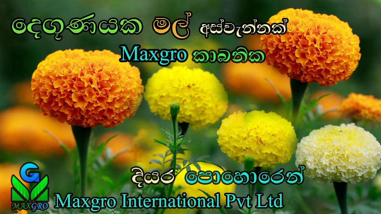 Successful Organic Marigold Farmer-Maradankadawala, Anuradhapura ,Sri Lanka