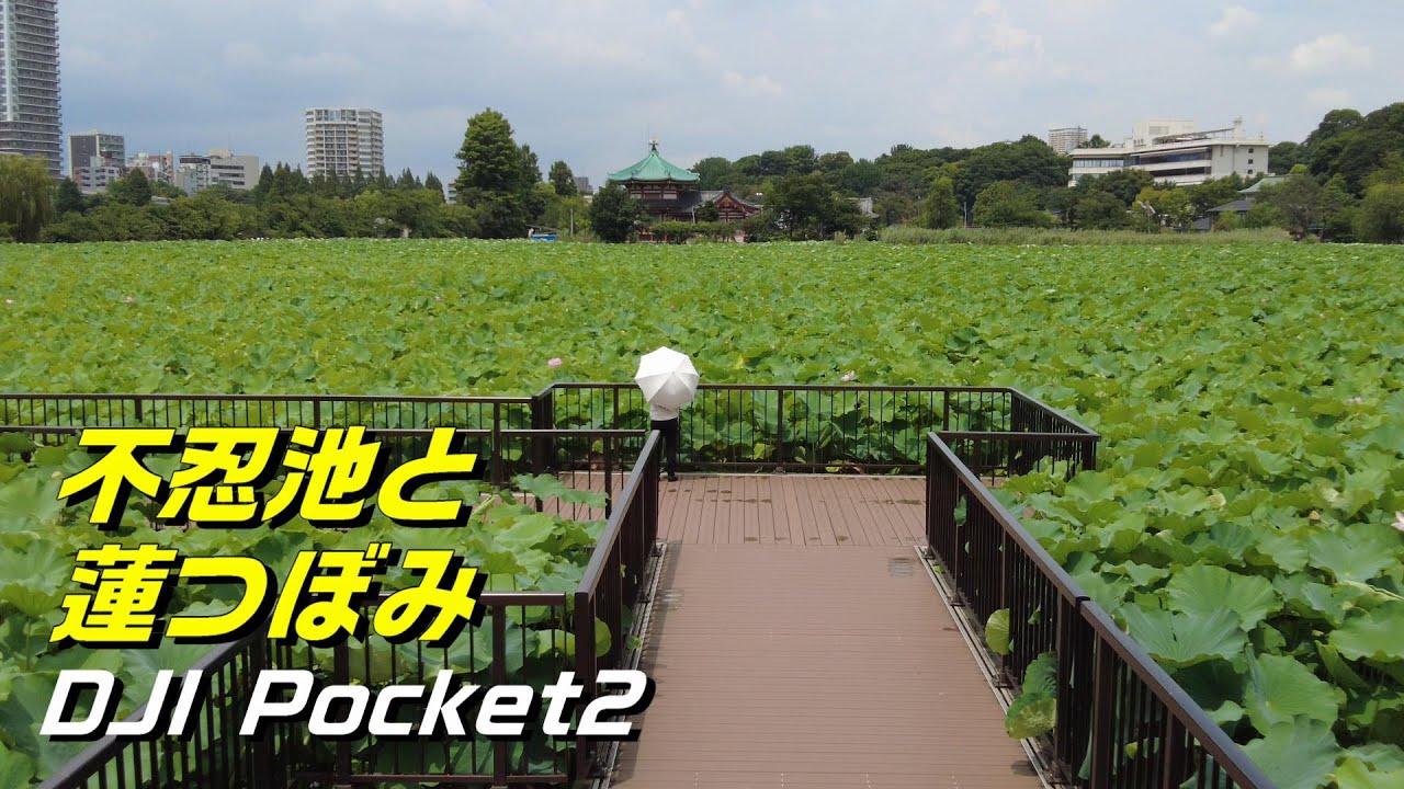 Pocket2で撮影4k不忍池の蓮つぼみ上野公園散歩shinobazu No Ike Pond In Ueno Youtube