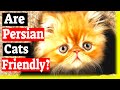 The Affectionate and Sociable Nature of Persian Cats: A Comprehensive Guide