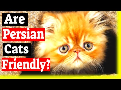 Video: Persian Cat Cat Breed Hypoallergenic, Kalusugan At Life Span