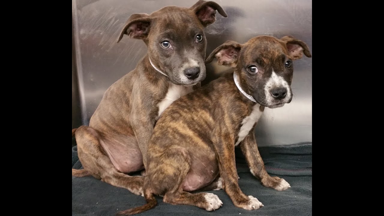 female pitbull puppies