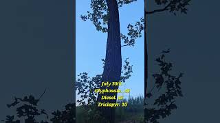 Part  2  Sweetgum  Hack and Squirt  Experiment.  July 30th. 