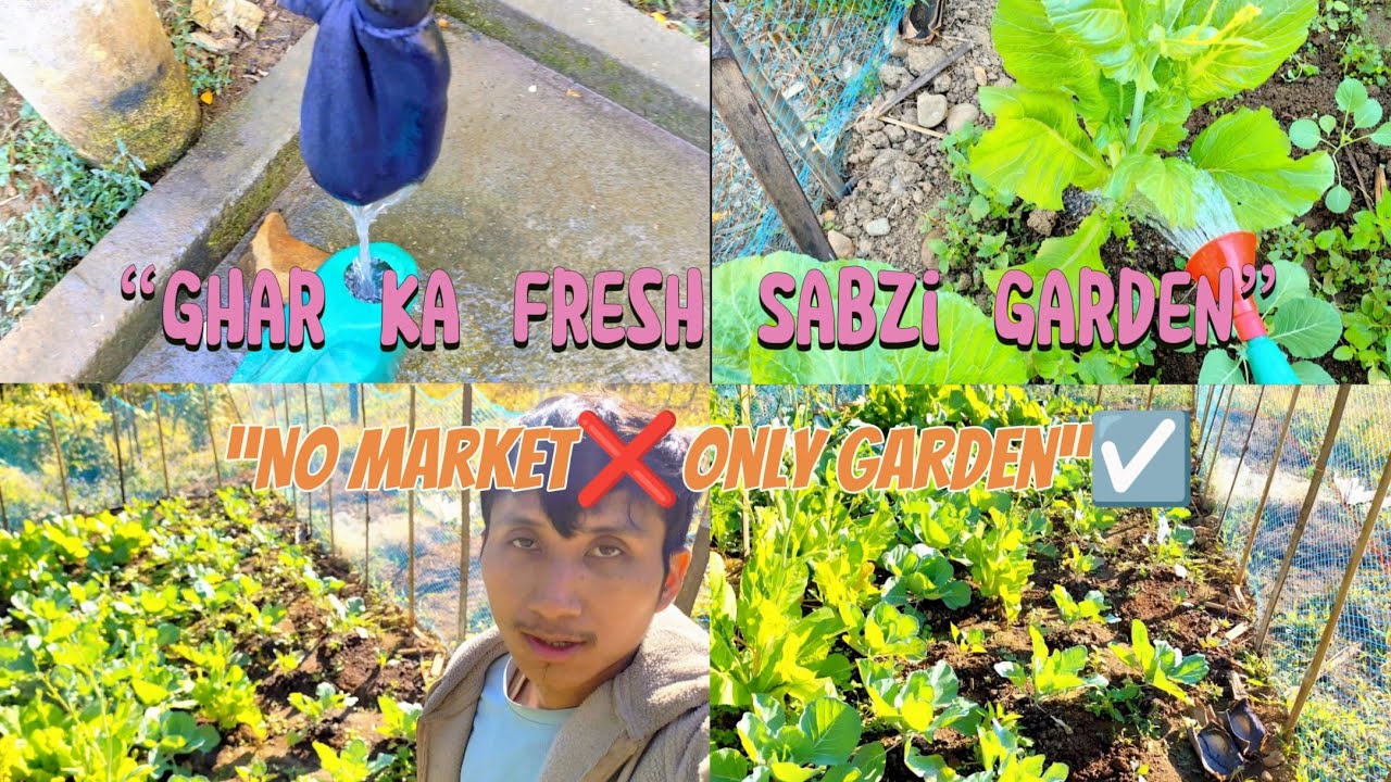 Ghar Ka Fresh Sabzi ”“No Market❌ Only Garden☑️ Pani diya hai kitchen garden ko 💧💧💧💧