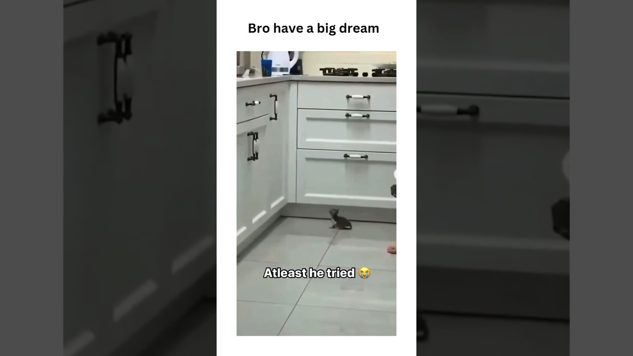 Adorable Kitten’s Epic Jump Fail 😸🐾 – Too Cute to Handle! 