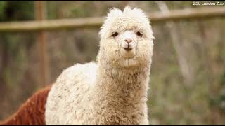 London Zoo Calls On Public To Name Three New Alpaca Arrivals