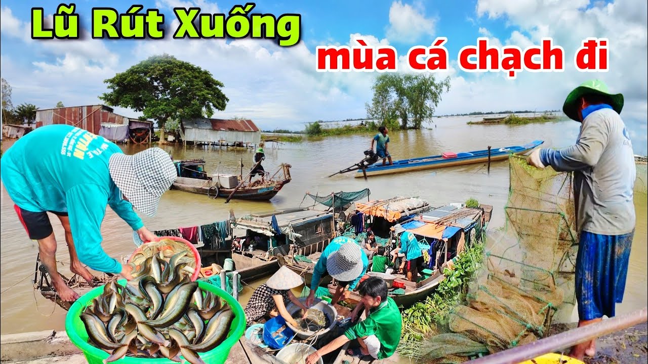 Theo con nước lũ rút