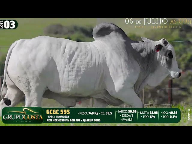 LOTE 03   GCGC 595