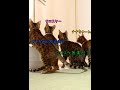 なかなか帰ってこない黒猫を心配するルームメイト猫達 #shorts