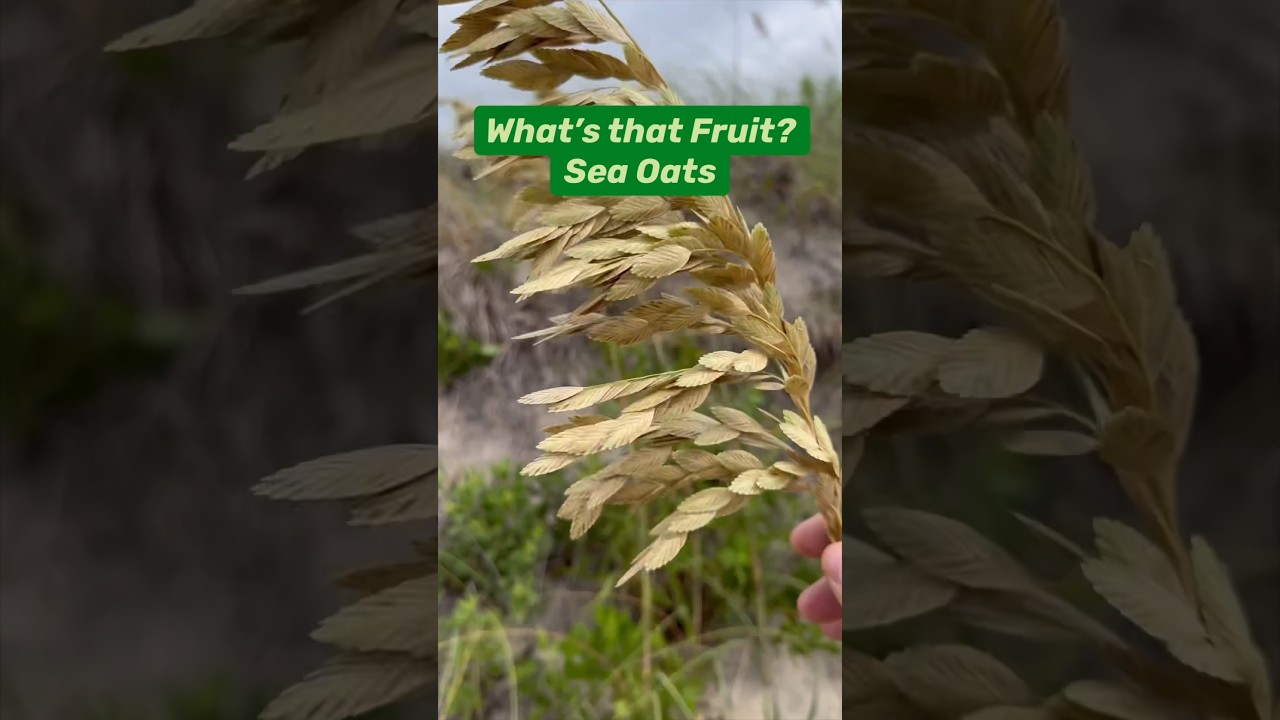 What’s that Fruit with Native Plant Fran? It’s Sea Oats (Uniola paniculata) 