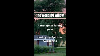 The Weeping Willow-a Metaphor for my Spiritual Awakening The Weeping Willow-a Metaphor for my Spiritual Awakening