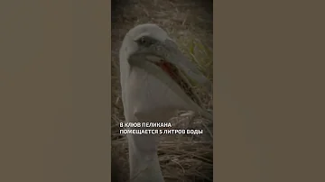 В клюв пеликана помещается около 5 литров воды  - интересные факты о птицах