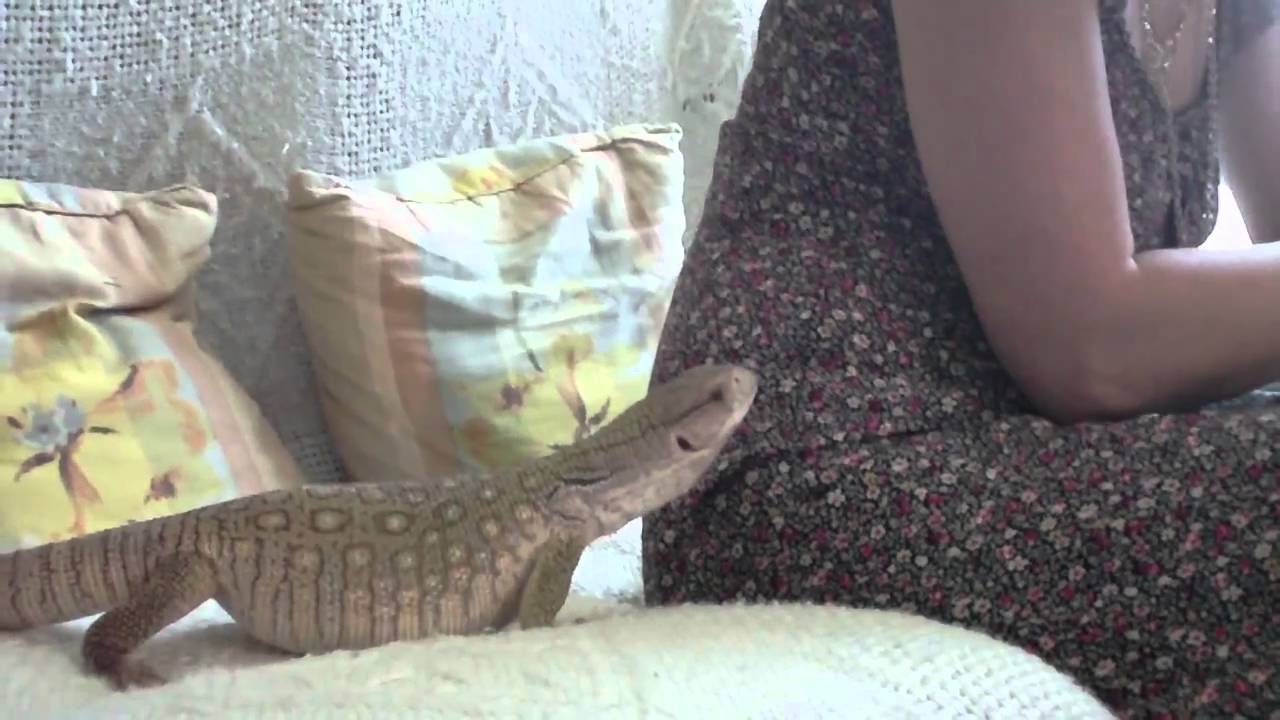 サバンナオオトカゲが人懐っこくて可愛い