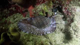 Large Sea Snail Hunting At Night