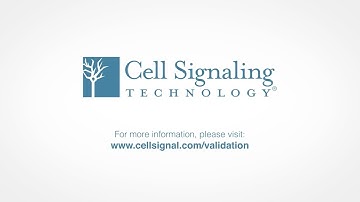 Cell Signaling Technology