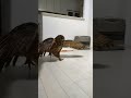 走るジュニ君🦉