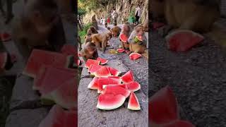 Karpuz Yi̇yen Maymunlar