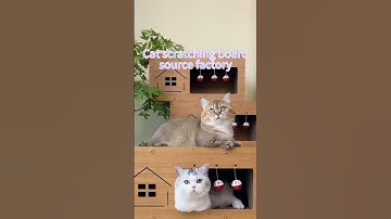 ✅Cat scratching board source factory #cat #catbehavior #pets #catscratching #funnycats