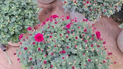 Bán cây cúc mâm xôi Hàn Quốc màu tím và đỏ các kích cỡ 0977973535