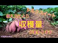 植え方の違い！サツマイモの収穫が変わります♪　タネのハシモト