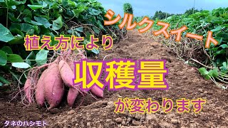 植え方の違い！サツマイモの収穫が変わります♪　タネのハシモト