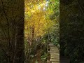 Stunning Autumn Leaves