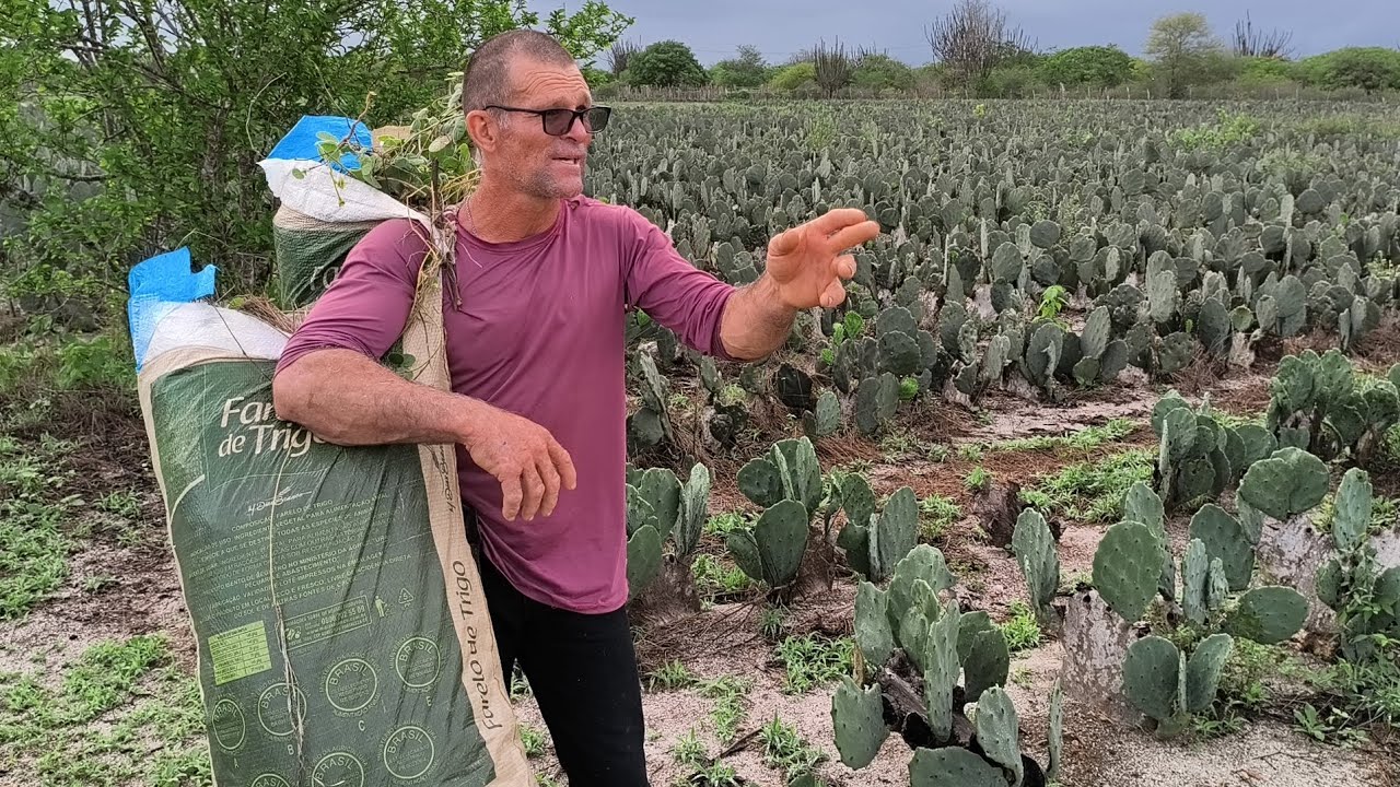 HUGO MOSTRAR SEU COMPRAR DE PALMA DE DA UMA AULA SOBRE AS VARIEDADES DE PALMA !!!!!