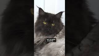 ✨ Grumpy Cat, The Second | Maine Coon Cat