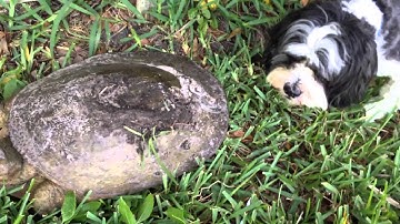 Soft Shell Turtle Attack